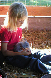Hase