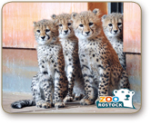 Rostocker Zoo